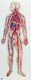 modello anatomico di cuore / di testa / di costola / in plastica