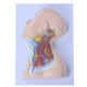 modello anatomico di vena / di collo / di pelle