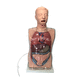 modello anatomico apparato digestivo / tronco / didattico