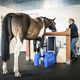 sistema MRI veterinario / per equini