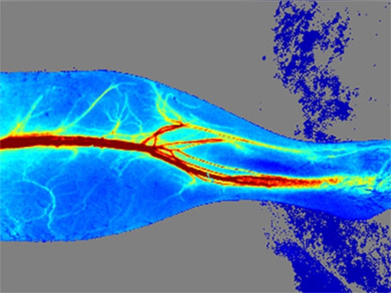 Nuovo prodotto| RFLSI ZW Laser Speckle Contrast Imaging System: un'esperienza di imaging senza pari