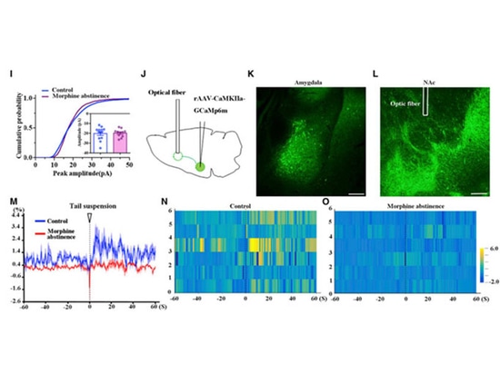 Applicazione della fotometria in fibra nello studio dei disturbi neurologici