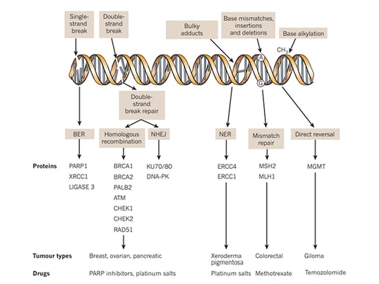 Danno e riparazione del DNA