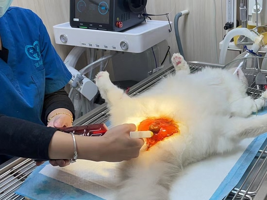 Dispositivo laser ad alta potenza per animali