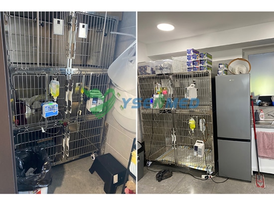L'animale ungherese è soddisfatto delle gabbie veterinarie inossidabili fornite da YSENMED.