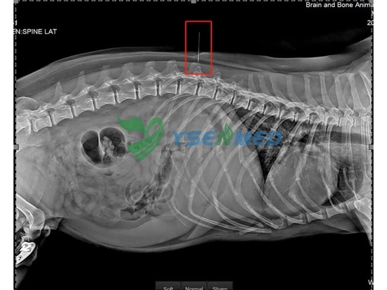 Il sistema DR YSDR-VET320 offre immagini di buona qualità ai veterinari tailandesi.