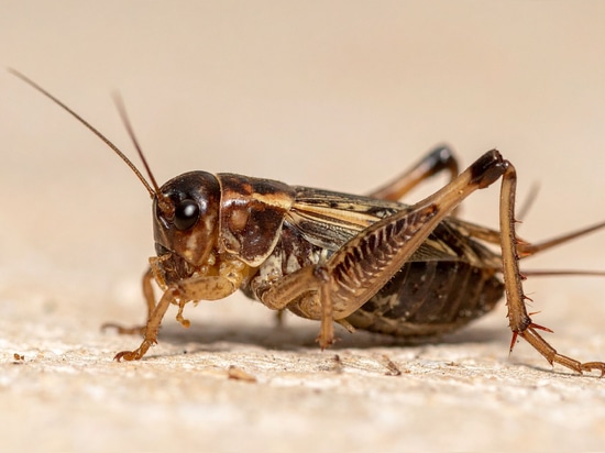 (Acheta domesticus)