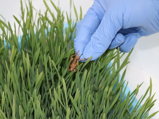 Un nuovo progetto di ricerca esplora la lavorazione delle proteine degli insetti per soluzioni alimentari sostenibili
