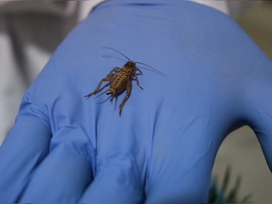 Un nuovo progetto di ricerca esplora la lavorazione delle proteine degli insetti per soluzioni alimentari sostenibili