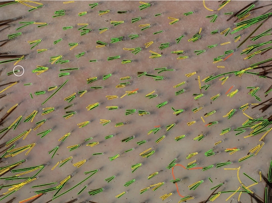 Esempio di segmentazione dei capelli