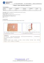 Collagen IV Mouse Monoclonal Antibody (9A7)