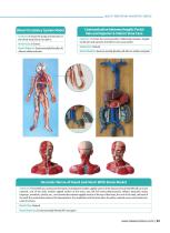 Circulatory System Models CS 10,CS 09,CS 13,CS 12,CS 03,CS 04,CS 08,CS 14,CS 01,CS 06