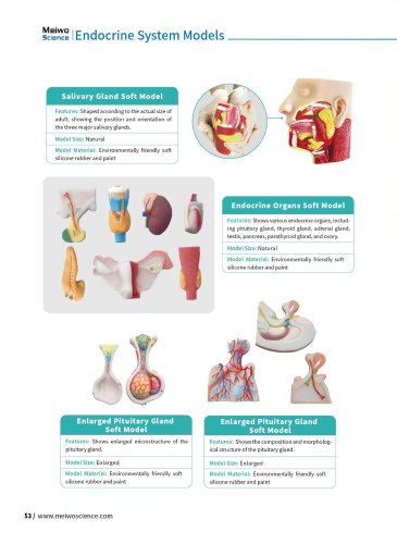 Endocrine System Models ES 01,ES 02