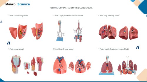 Respiratory system soft silicone anatomy model