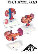 Manuale di prodotto - 3B Smart Anatomy - K22/1 K22/2 K22/3