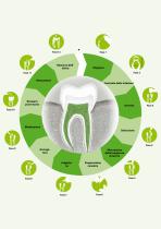 ENDODONZIA - 4